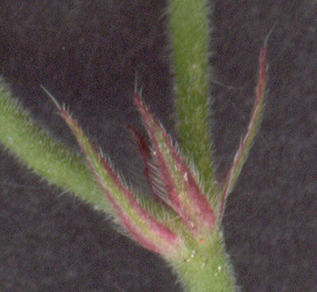 Plancia ëd Geranium dissectum L.