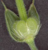 Plancia ëd Geranium dissectum L.