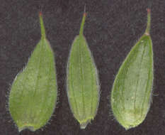 Image of cut-leaved cranesbill