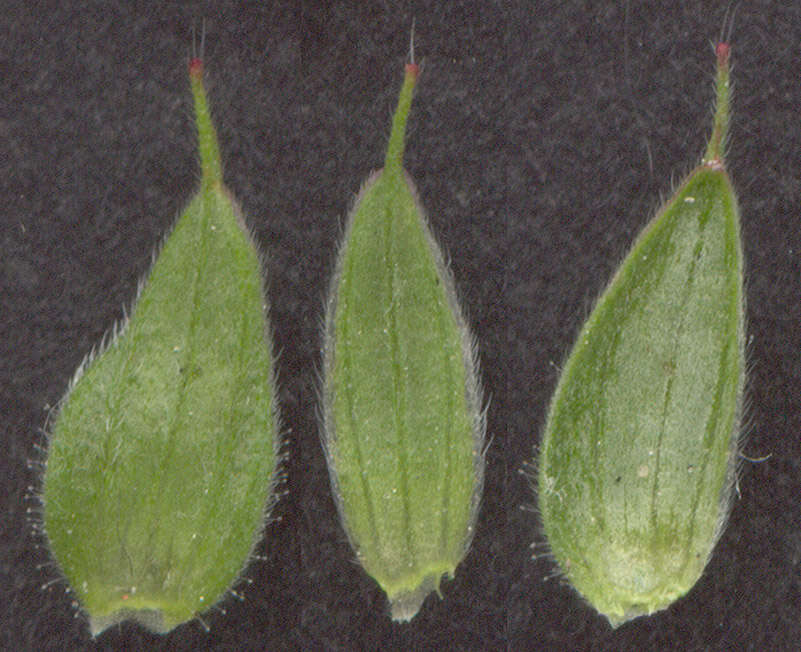 Plancia ëd Geranium dissectum L.