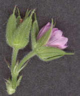 Plancia ëd Geranium dissectum L.