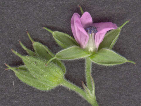 Plancia ëd Geranium dissectum L.