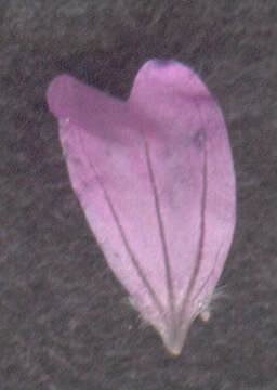 Image of cut-leaved cranesbill