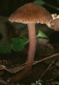 Image of Inocybe calospora Quél. 1881