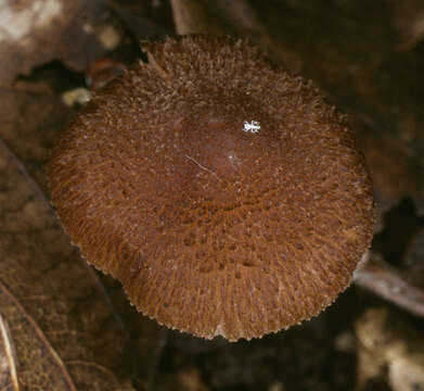 Image of Inocybe calospora Quél. 1881