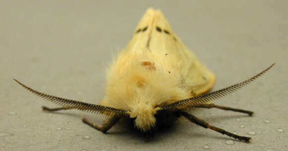 Image of Spilosoma lutea Hüfnagel 1766