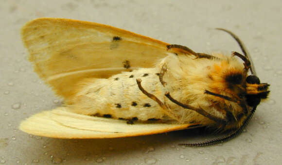 Image of Spilosoma lutea Hüfnagel 1766