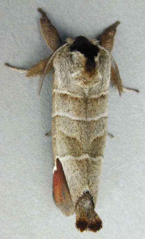 Image of Clostera curtula Linnaeus 1758