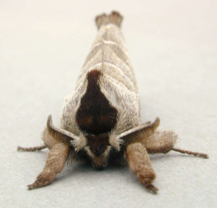 Image of Clostera curtula Linnaeus 1758