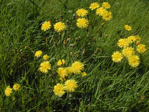 Image of beaked hawksbeard