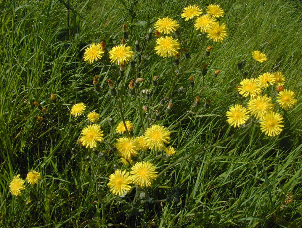 Image of beaked hawksbeard