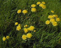 Image of beaked hawksbeard