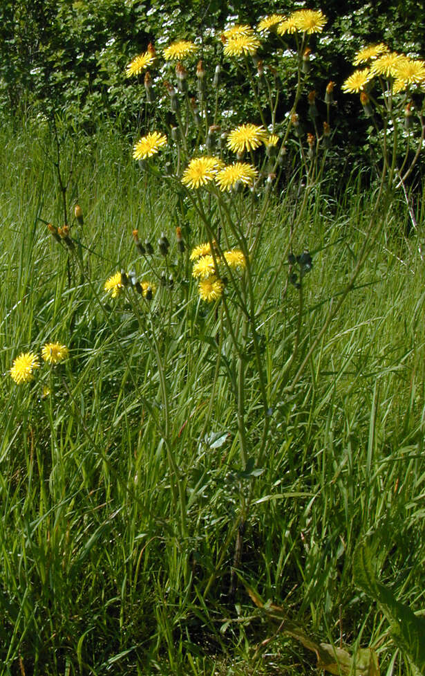 Image of beaked hawksbeard