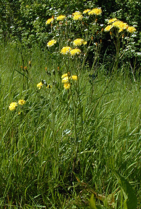 Image of beaked hawksbeard