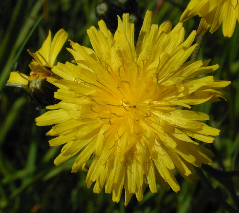 Image of beaked hawksbeard