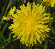 Image of beaked hawksbeard