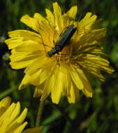 Image of beaked hawksbeard