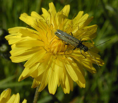 Image of beaked hawksbeard