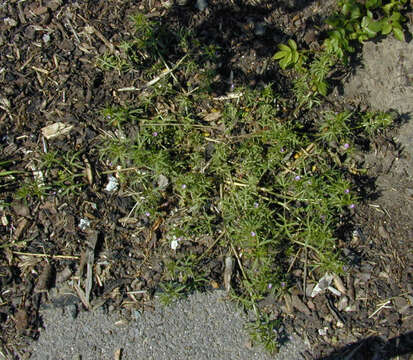 Plancia ëd Geranium dissectum L.