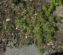 Image of cut-leaved cranesbill