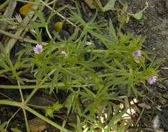 Plancia ëd Geranium dissectum L.