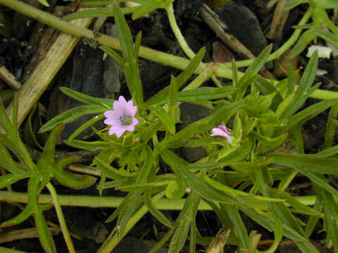 Plancia ëd Geranium dissectum L.