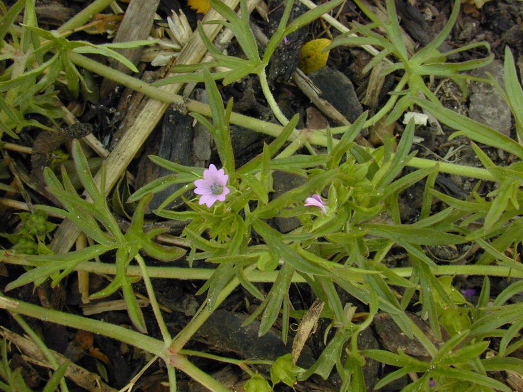 Plancia ëd Geranium dissectum L.