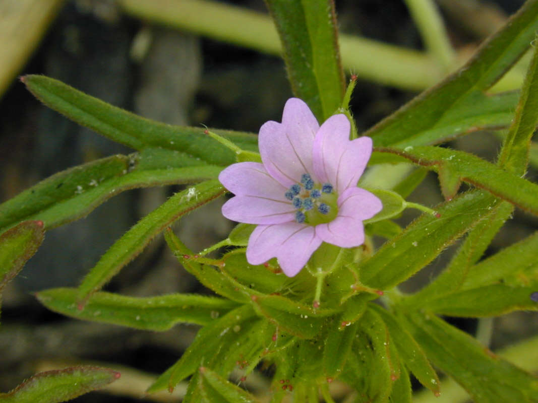 Plancia ëd Geranium dissectum L.