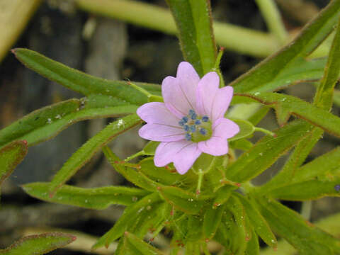 Plancia ëd Geranium dissectum L.