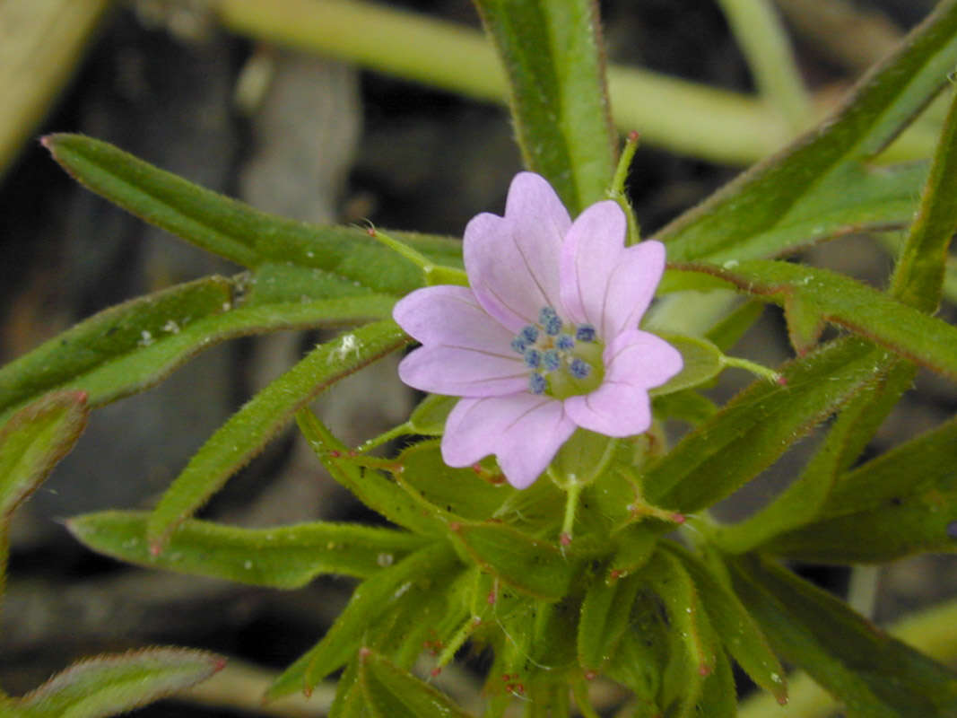 Plancia ëd Geranium dissectum L.