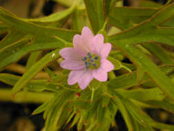 Image of cut-leaved cranesbill