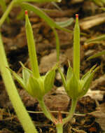 Plancia ëd Geranium dissectum L.