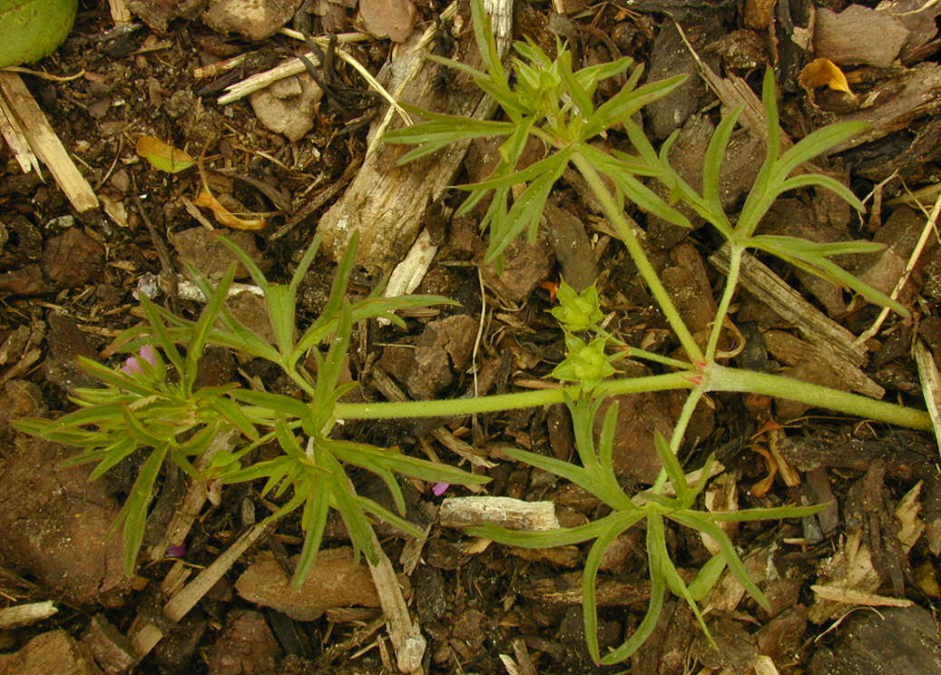 Plancia ëd Geranium dissectum L.