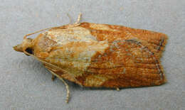 Image of Light brown apple moth