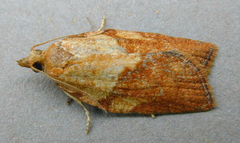 Image of Light brown apple moth