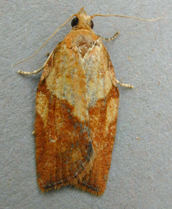 Image of Light brown apple moth