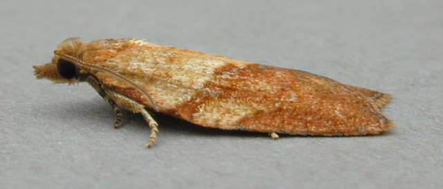 Image of Light brown apple moth