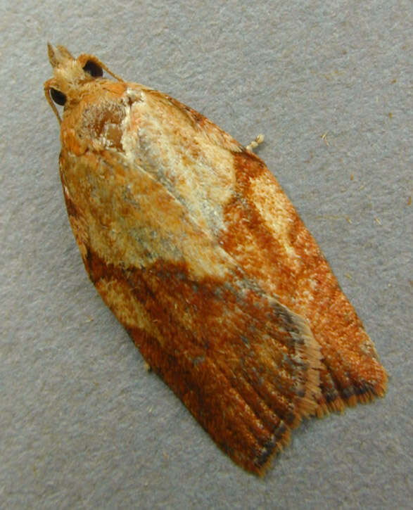 Image of Light brown apple moth