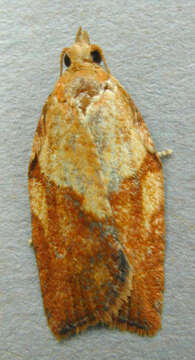 Image of Light brown apple moth