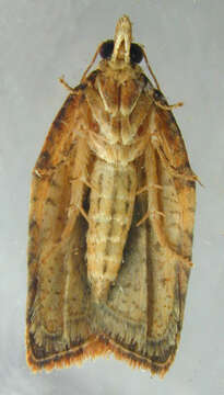 Image of Light brown apple moth