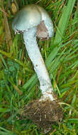 Image of Stropharia caerulea Kreisel 1979