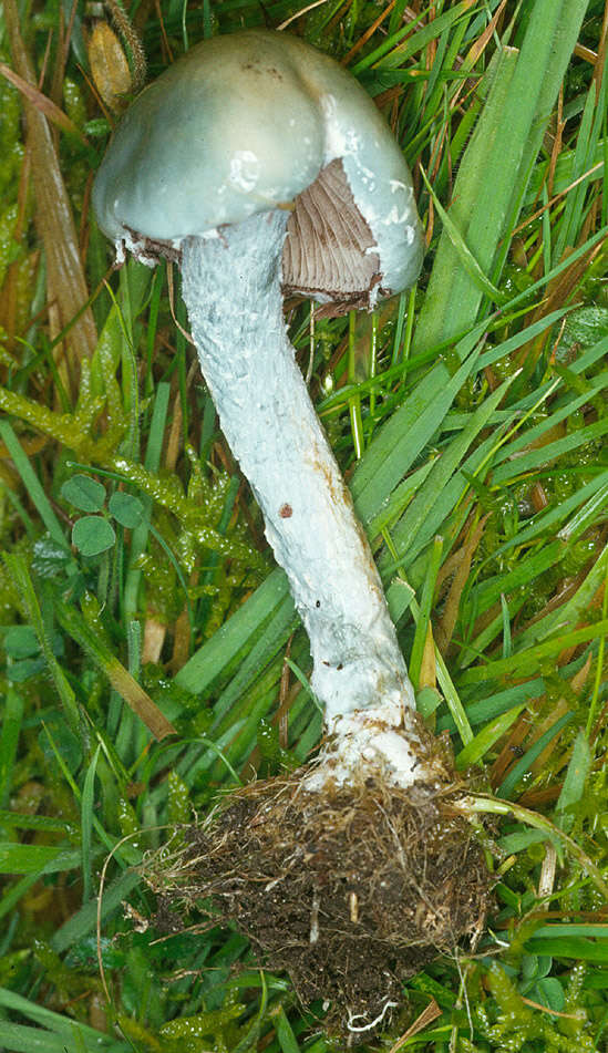 Image de Stropharia caerulea Kreisel 1979