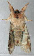 Image of Notodonta dromedarius Linnaeus 1767