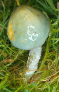 Image of Stropharia caerulea Kreisel 1979