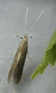 Image of alder bud moth