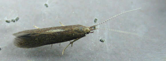 Image of alder bud moth