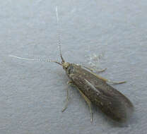 Image of alder bud moth