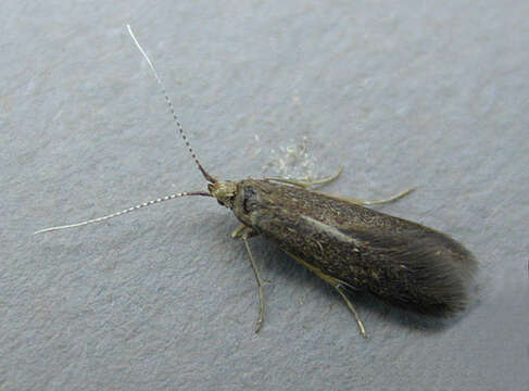 Image of Coleophora serratella Linnaeus 1761