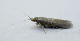 Image of alder bud moth