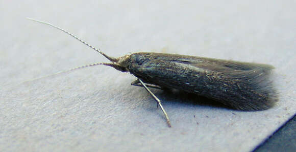 Image of alder bud moth